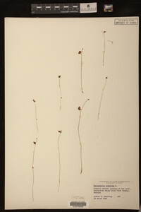 Utricularia subulata image