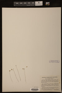 Utricularia subulata image