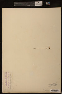 Utricularia subulata image