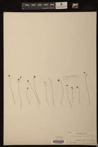 Utricularia subulata image