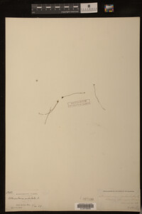 Utricularia subulata image