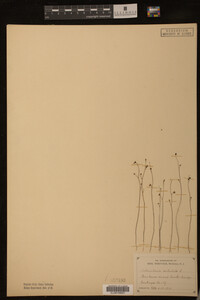 Utricularia subulata image