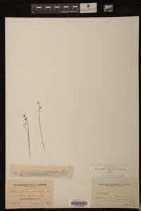 Utricularia subulata image
