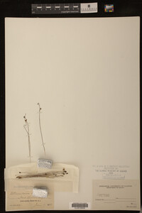 Utricularia subulata image