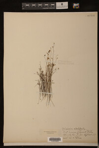 Utricularia subulata image