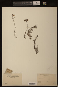 Utricularia subulata image