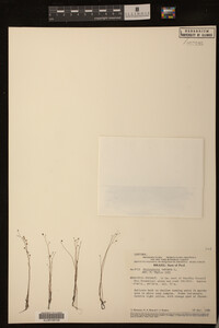 Utricularia subulata image