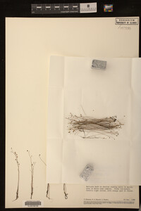 Utricularia subulata image