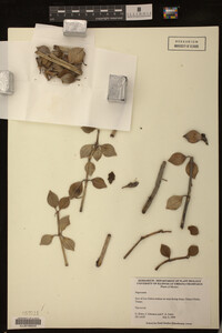 Image Associated With the Occurrence