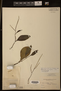 Image Associated With the Occurrence