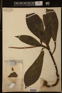 Image Associated With the Occurrence