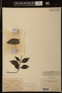 Image Associated With the Occurrence