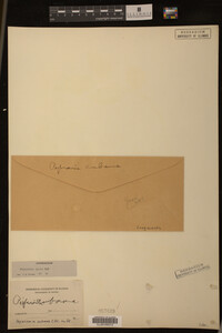 Image Associated With the Occurrence