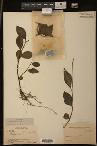 Image Associated With the Occurrence
