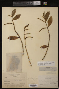 Image Associated With the Occurrence