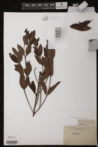 Image Associated With the Occurrence