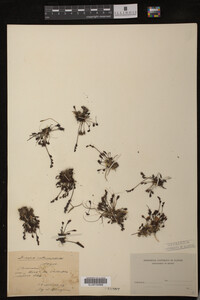 Drosera intermedia image