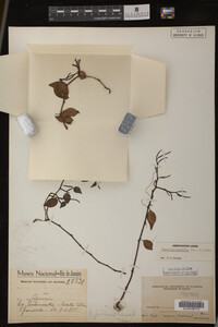 Image Associated With the Occurrence