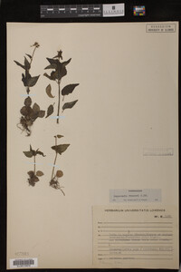 Image Associated With the Occurrence