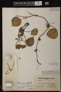 Image Associated With the Occurrence