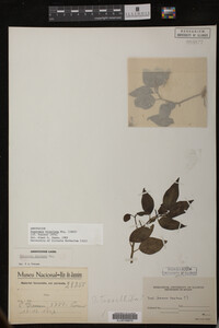 Image Associated With the Occurrence