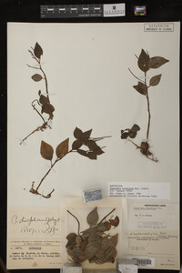 Image Associated With the Occurrence