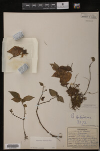 Image Associated With the Occurrence