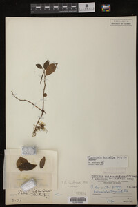 Image Associated With the Occurrence