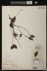 Image Associated With the Occurrence