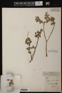 Image Associated With the Occurrence