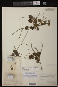 Image Associated With the Occurrence