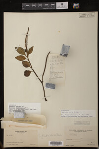 Image Associated With the Occurrence