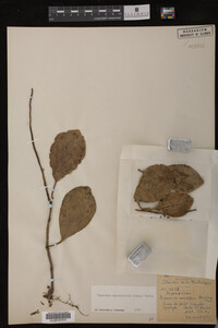 Image Associated With the Occurrence