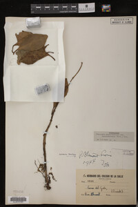 Image Associated With the Occurrence