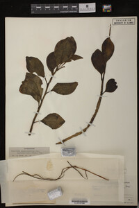 Image Associated With the Occurrence