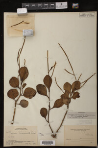 Image Associated With the Occurrence