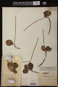 Image Associated With the Occurrence