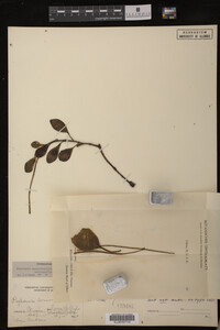 Image Associated With the Occurrence