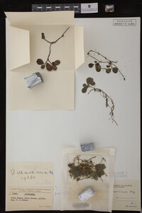 Image Associated With the Occurrence