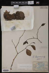 Image Associated With the Occurrence