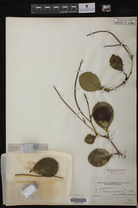 Image Associated With the Occurrence