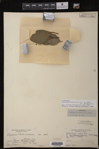 Image Associated With the Occurrence