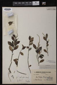 Image Associated With the Occurrence