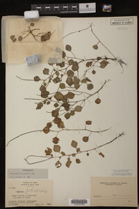 Peperomia petiolaris image