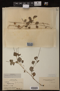 Peperomia petiolaris image