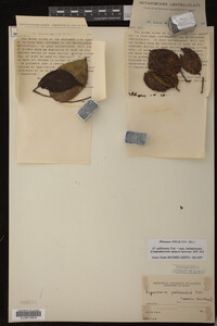 Image Associated With the Occurrence