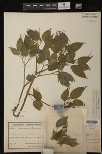 Image Associated With the Occurrence