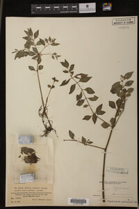 Image Associated With the Occurrence