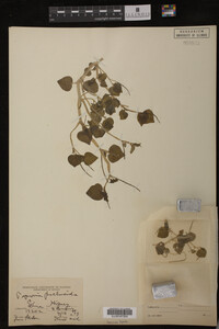 Image Associated With the Occurrence