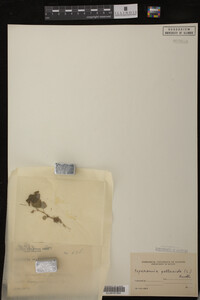 Image Associated With the Occurrence